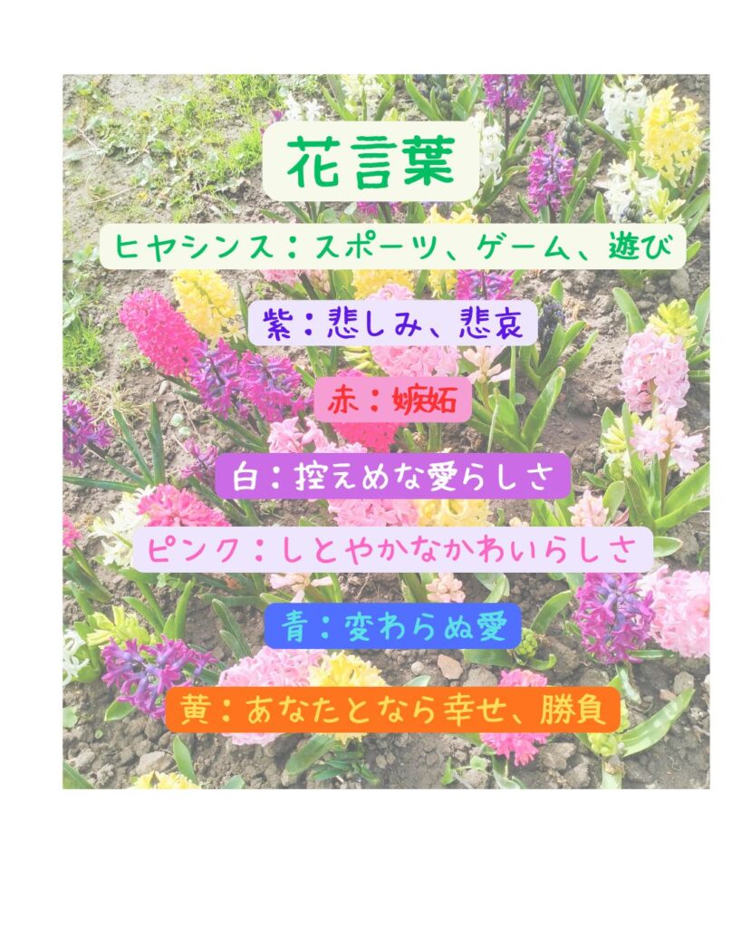 花言葉
ヒヤシンス:スポーツ、ゲーム、遊び
紫:悲しみ、悲哀
赤:嫉妬
白:控えめな愛らしさ
ピンク:しとやかなかわいらしさ
青:変わらぬ愛
黄:あなたとなら幸せ、勝負